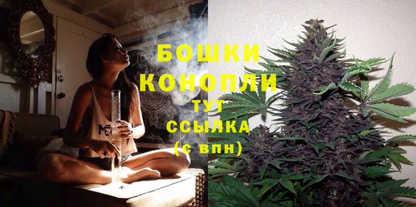 сатива Новодвинск