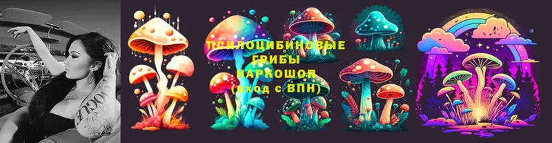 закладка  Лесозаводск  Галлюциногенные грибы Psilocybe 